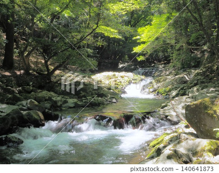靜岡縣：五月，一條清澈的溪流穿過一片綠意盎然的森林。 140641873