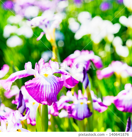 Iris (Ayame, also known as Japanese iris, Ayame, or Keisui) is a general term that has recently come to include Japanese irises and Siberian irises. Iris (Ayame, also known as Japanese iris, Ayame, or Keisui) is a general term that has recently come to include Japanese irises and Siberian irises. 140641876