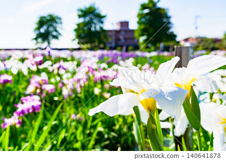 Iris (Ayame, also known as Japanese iris, Ayame, or Keisui) is a general term that has recently come to include Japanese irises and Siberian irises. Iris (Ayame, also known as Japanese iris, Ayame, or Keisui) is a general term that has recently come to include Japanese irises and Siberian irises. 140641878