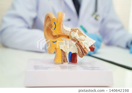 Asian doctor holding human ear model to learn and treat hearing loss in patient. Asian doctor holding human ear model to learn and treat hearing loss in patient. 140642198