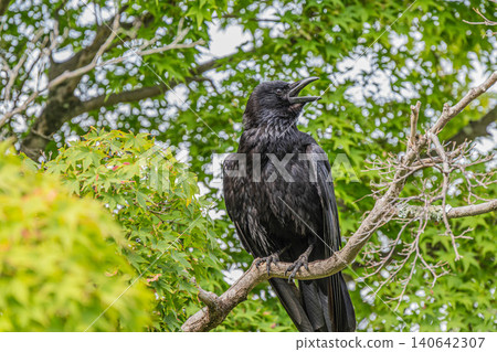 A crow (carrion crow) perched on a tree branch. A crow (carrion crow) perched on a tree branch. 140642307
