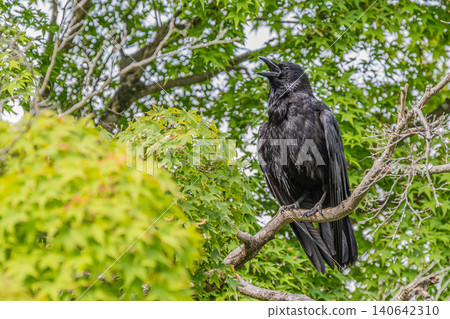 A crow (carrion crow) perched on a tree branch. A crow (carrion crow) perched on a tree branch. 140642310