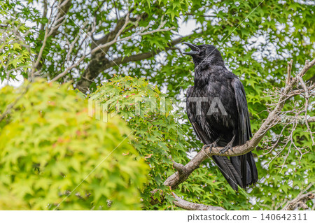 A crow (carrion crow) perched on a tree branch. A crow (carrion crow) perched on a tree branch. 140642311