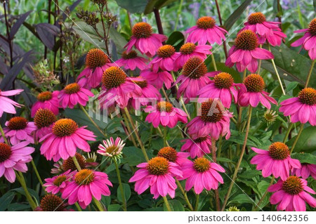 紫錐菊花 - 2026年6月 紫錐菊花 - 2026年6月 140642356
