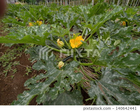 Zucchini plants that have bloomed with yellow flowers and borne fruit in the field. 140642441