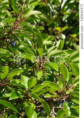 After flowering of Ilex rotunda (May 2026-2026) 140642473