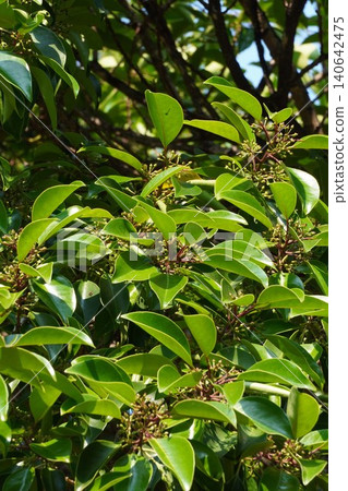 After flowering of Ilex rotunda (May 2026-2026) After flowering of Ilex rotunda (May 2026-2026) 140642475