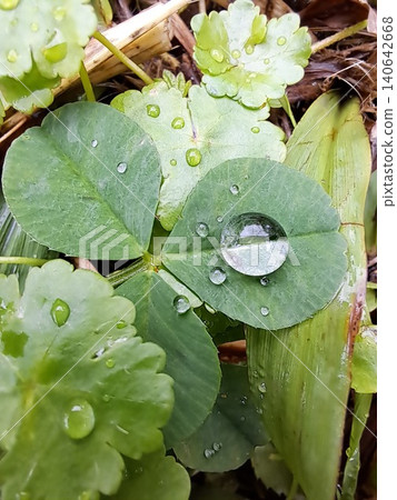 Water drops on the leaves Water drops on the leaves 140642668