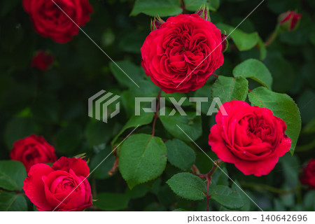 A bright red rose [Leonardo da Vinci] 140642696