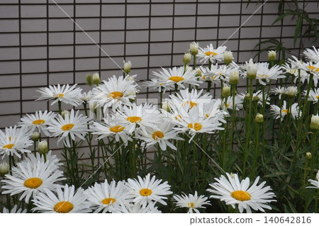 白色沙斯塔雛菊 - 2026年6月 白色沙斯塔雛菊 - 2026年6月 140642816