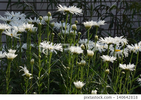 白色沙斯塔雛菊 - 2026年6月 白色沙斯塔雛菊 - 2026年6月 140642818