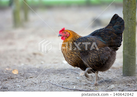 Hen on the farm 140642842