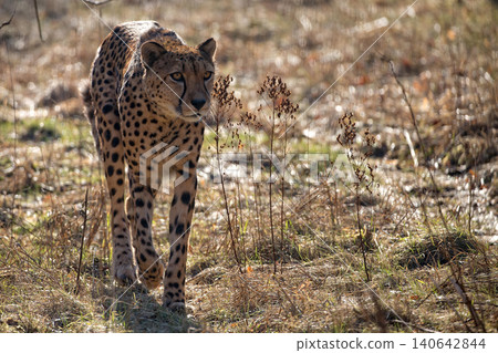 Cheetah in the run Cheetah in the run 140642844