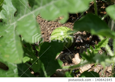 Watermelons and Young Watermelon Fruits Growing on Vine Watermelons and Young Watermelon Fruits Growing on Vine 140642845