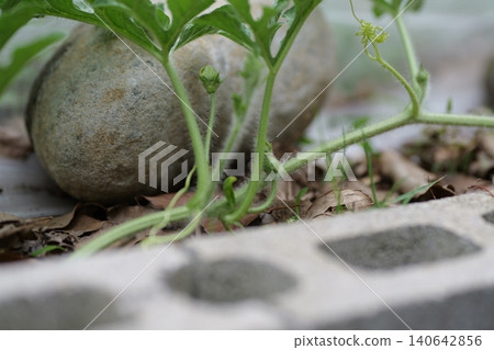 Watermelons and Young Watermelon Fruits Growing on Vine 140642856