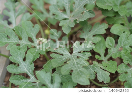 Watermelons and Young Watermelon Fruits Growing on Vine 140642863