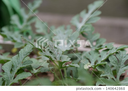 Watermelons and Young Watermelon Fruits Growing on Vine Watermelons and Young Watermelon Fruits Growing on Vine 140642868