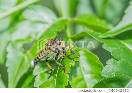 A male robber fly that caught an insect. 140642913