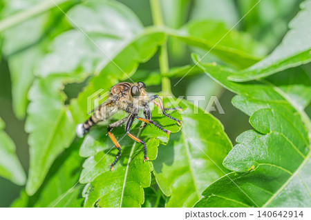 A male robber fly that caught an insect. A male robber fly that caught an insect. 140642914