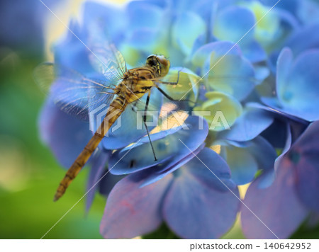A dragonfly perched on a colorful hydrangea that bloomed in June. 140642952