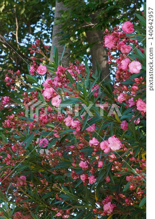 粉紅色夾竹桃 - 2026年6月 140642957