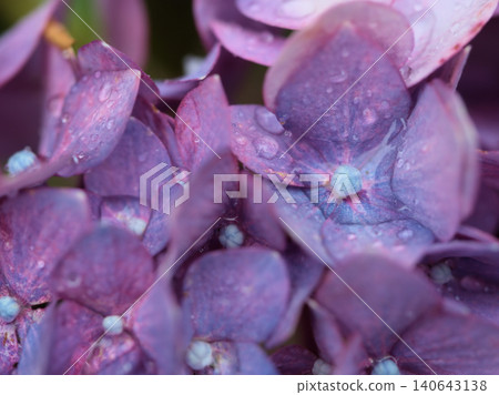 六月的細雨中,五彩繽紛的繡球花競相綻放,美不勝收。 六月的細雨中,五彩繽紛的繡球花競相綻放,美不勝收。 140643138
