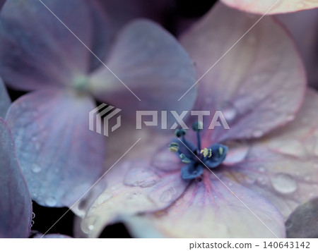 六月的細雨中,五彩繽紛的繡球花競相綻放,美不勝收。 六月的細雨中,五彩繽紛的繡球花競相綻放,美不勝收。 140643142