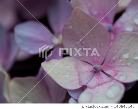 六月的細雨中,五彩繽紛的繡球花競相綻放,美不勝收。 六月的細雨中,五彩繽紛的繡球花競相綻放,美不勝收。 140643143