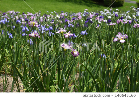 A scene of irises blooming in early summer. 140643160