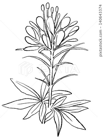 A hand-drawn line art illustration of blooming cleome flowers. A hand-drawn line art illustration of blooming cleome flowers. 140643374