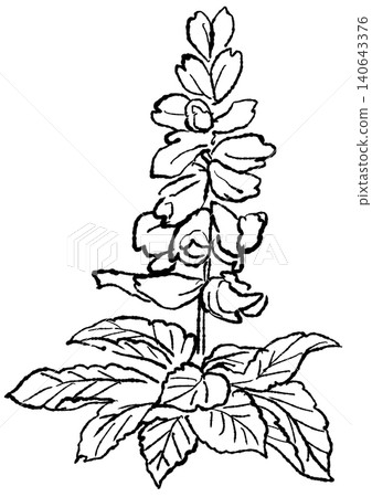 A hand-drawn line art illustration of blooming salvia flowers. 140643376