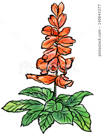 Hand-drawn line art and watercolor illustration of blooming salvia flowers Hand-drawn line art and watercolor illustration of blooming salvia flowers 140643377