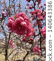 A double-flowered, deep pink blossom that bloomed in spring. 140643386