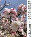 A spring scene under a blue sky, with white and pink variegated flowers in full bloom. 140643387