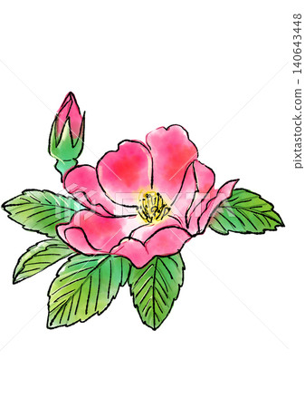 手繪線條畫和水彩插圖，描繪了盛開的日本玫瑰。 140643448