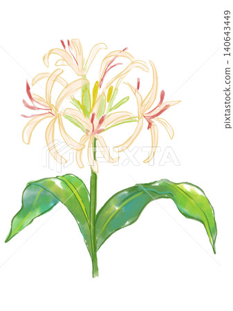 A hand-painted watercolor illustration of blooming Crinum lilies. A hand-painted watercolor illustration of blooming Crinum lilies. 140643449