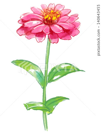 一幅手繪水彩插圖,描繪了盛開的百日菊花。 一幅手繪水彩插圖,描繪了盛開的百日菊花。 140643455