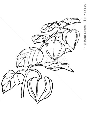 A hand-drawn line art illustration of ripe Chinese lanterns. 140643459