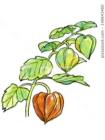 Hand-drawn line art and watercolor illustration of ripening Chinese lanterns. 140643460