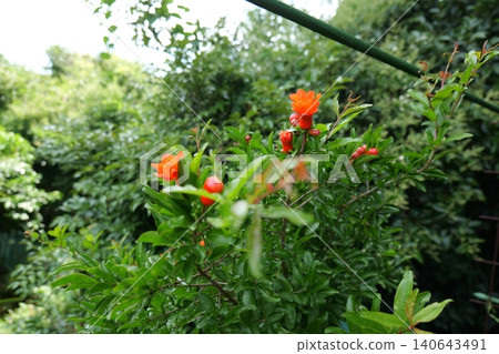Blooming Pomegranate Flowers on Tree Branch Blooming Pomegranate Flowers on Tree Branch 140643491