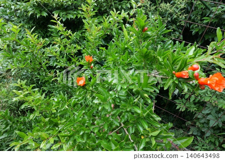 Blooming Pomegranate Flowers on Tree Branch Blooming Pomegranate Flowers on Tree Branch 140643498