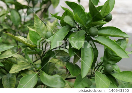Young Mandarin Fruits Growing on Tree Branch Young Mandarin Fruits Growing on Tree Branch 140643500