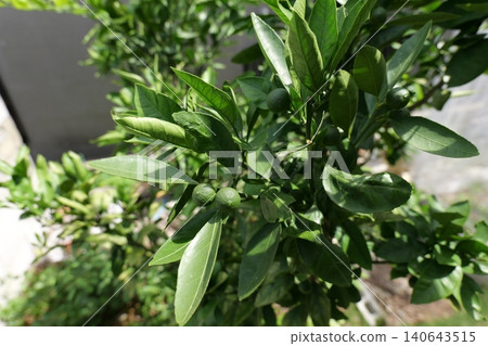 Young Mandarin Fruits Growing on Tree Branch Young Mandarin Fruits Growing on Tree Branch 140643515