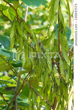Diapensia japonica pods - June 2026 Diapensia japonica pods - June 2026 140643573