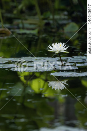 水面上漂浮著白色的睡蓮。 水面上漂浮著白色的睡蓮。 140643647