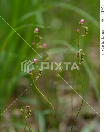 Flowering of the carnivorous plant, Drosera tokaiensis (Droseraceae family). 140643742