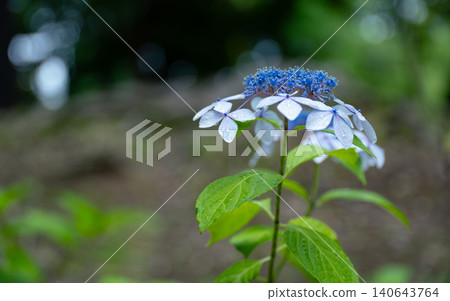 雨季花繡球花 雨季花繡球花 140643764