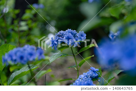 雨季花繡球花 140643765