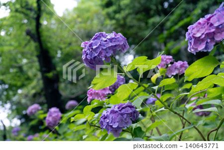 雨季花繡球花 雨季花繡球花 140643771
