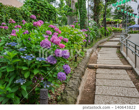 Hydrangea-lined promenade leading from Hakusan Shrine to Hakusan Park Hydrangea-lined promenade leading from Hakusan Shrine to Hakusan Park 140643822
